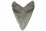 Bargain, Fossil Megalodon Tooth - North Carolina #208003-2